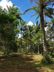 Terreno Habitacional en Aldea Zamá, Tulum